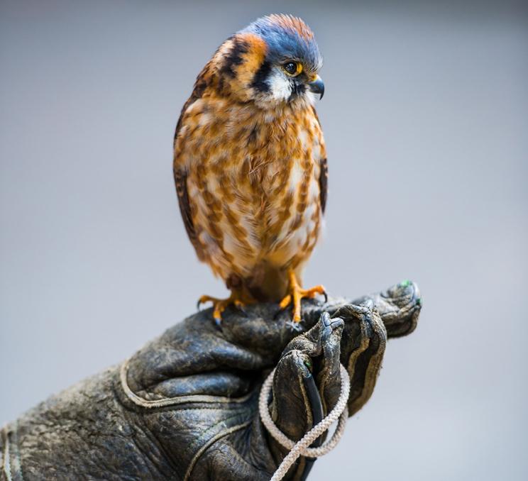 A small bird of prey is displayed by a handler at The Raptors in Greater Victoria, BC