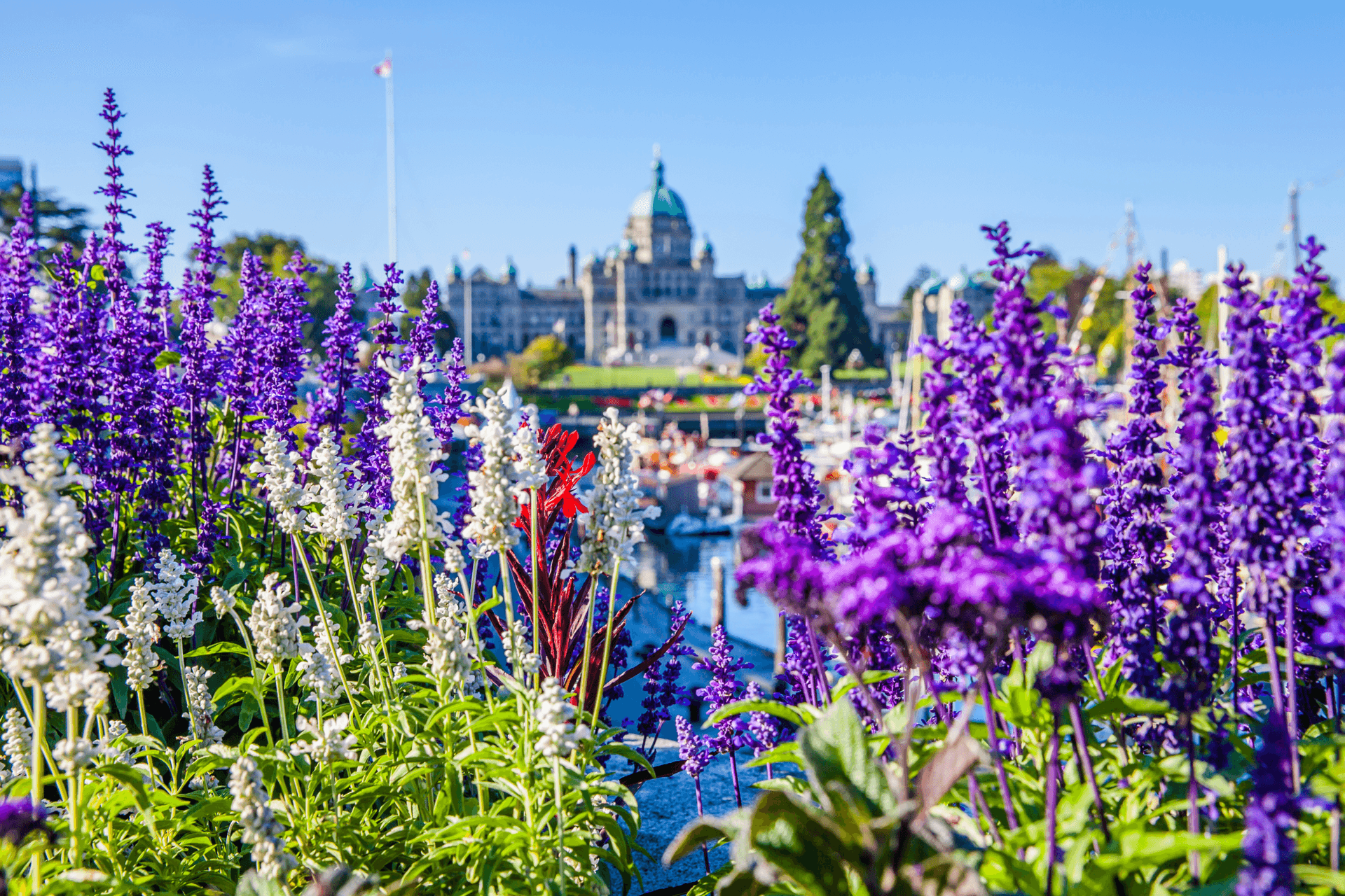 inner harbour scenics shot with lupins