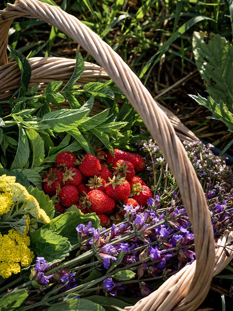 A basket full of herbs, flowers, and red strawberries at 10 Acres Farm in Victoria, BC