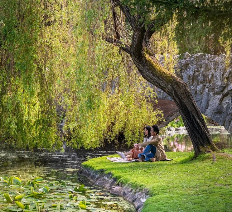 A couple picnics beneath a willow tree at the side of a pond in Beacon Hill Park in Victoria, BC
