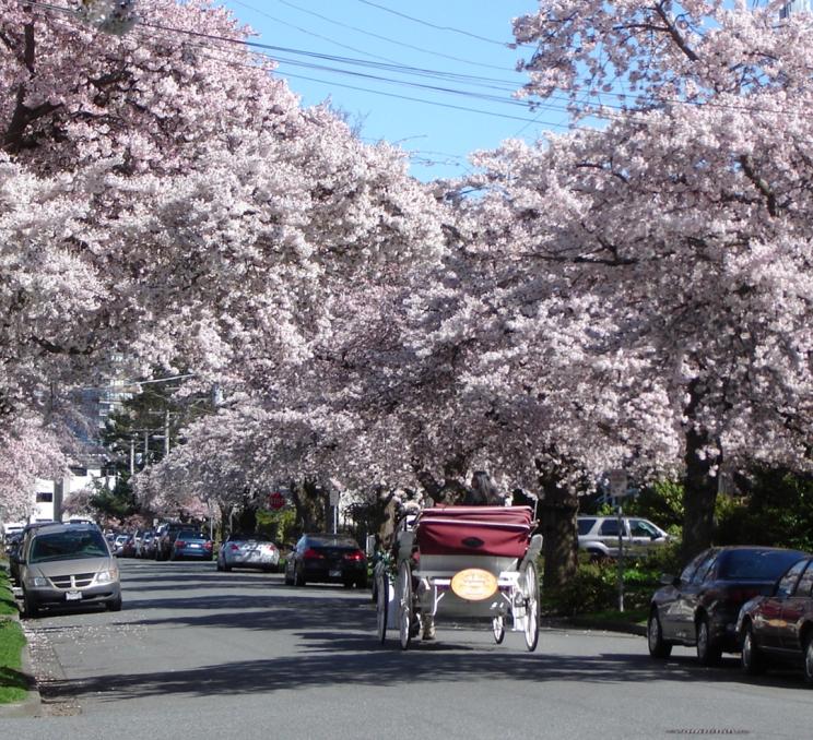 A horse drawn carriage travels down the street with Cherry Blossoms overhead in Victoria, BC