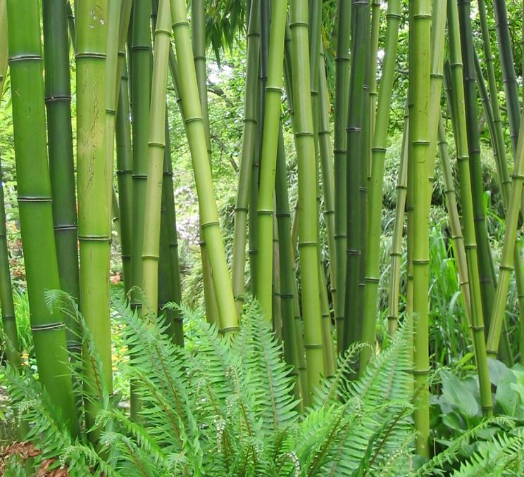 Bamboo grows up through some ferns at Finnerty Gardens in Victoria, BC