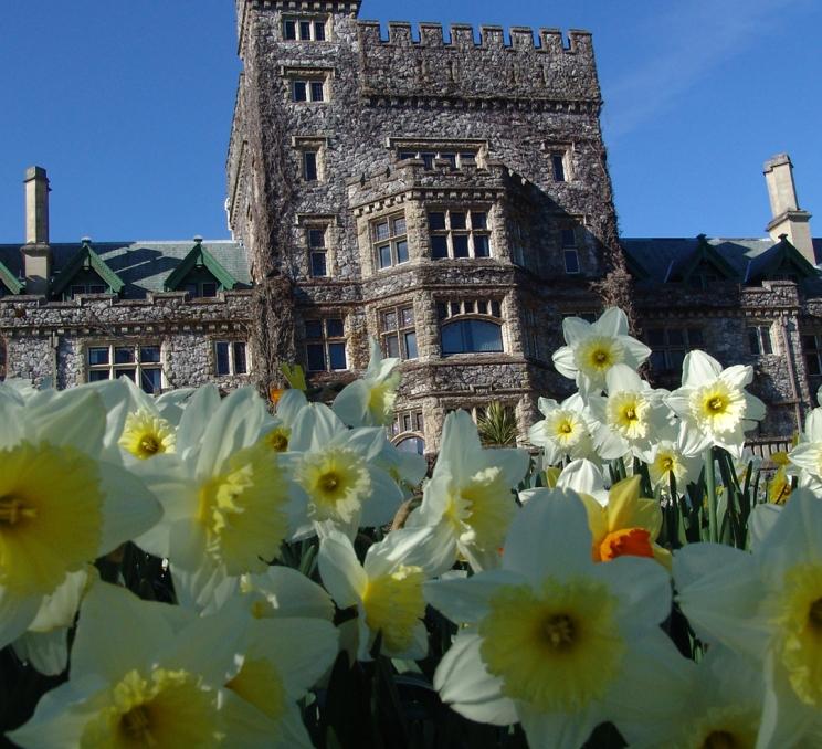 Daffodils in the garden in front of Hatley Castle part of Hatley Park National Historic Site in Victoria, BC