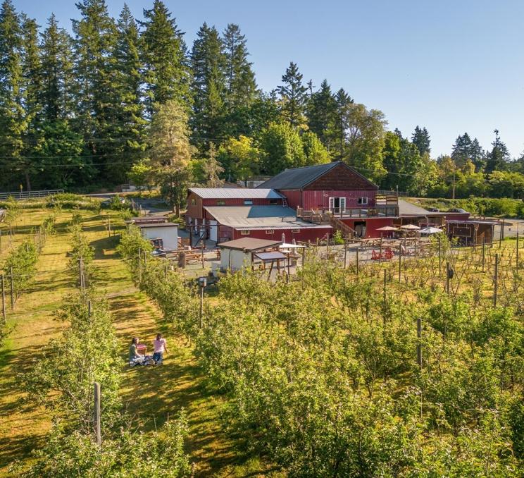 A couple has a picnic amongst the orchard with a red barn in the background at Junction Orchard & Cidery in Victoria, BC