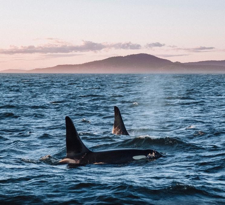 A pair of orcas swimming across the Salish Sea at sunset near Victoria, BC