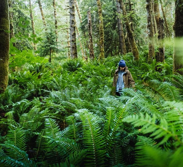 A person walks through a forest trail surrounded by ferns in Greater Victoria, BC