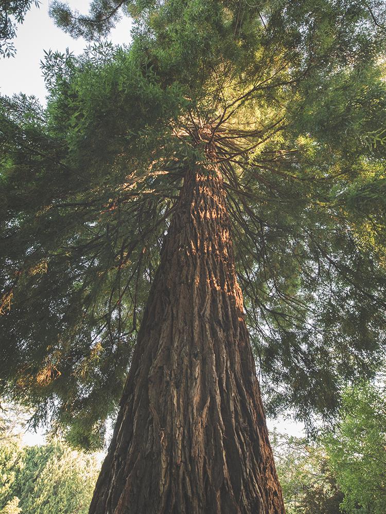 A view up a tall fir tree in Victoria, BC