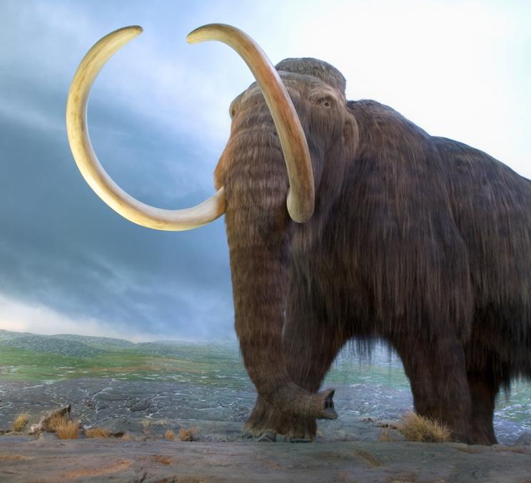 A wooly mammoth on display at the Royal BC Museum in Victoria, BC