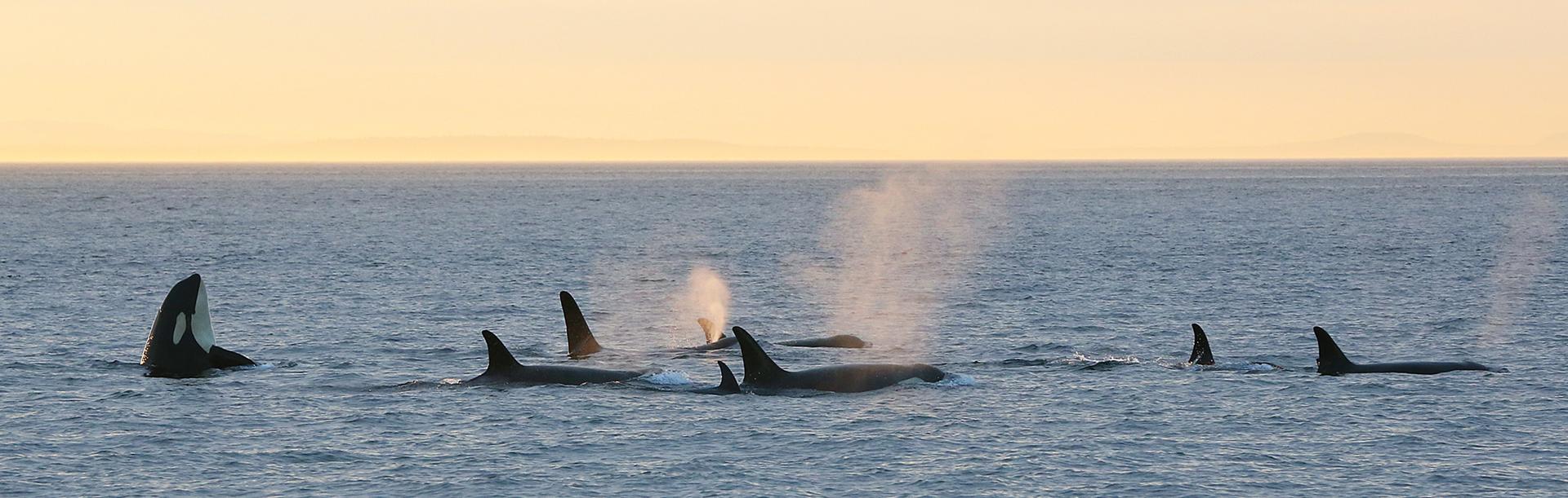 A pod of orcas swim through the Salish Sea while one of them spy hops during the sunset off the coast of Victoria, BC