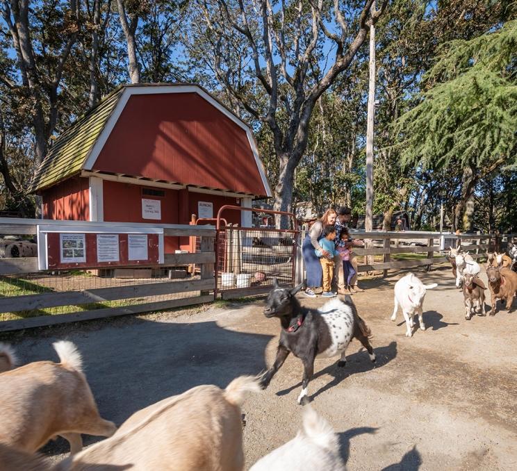 A family watches the Goat Stampede at the Beacon Hill Children's Farm in Victoria, BC
