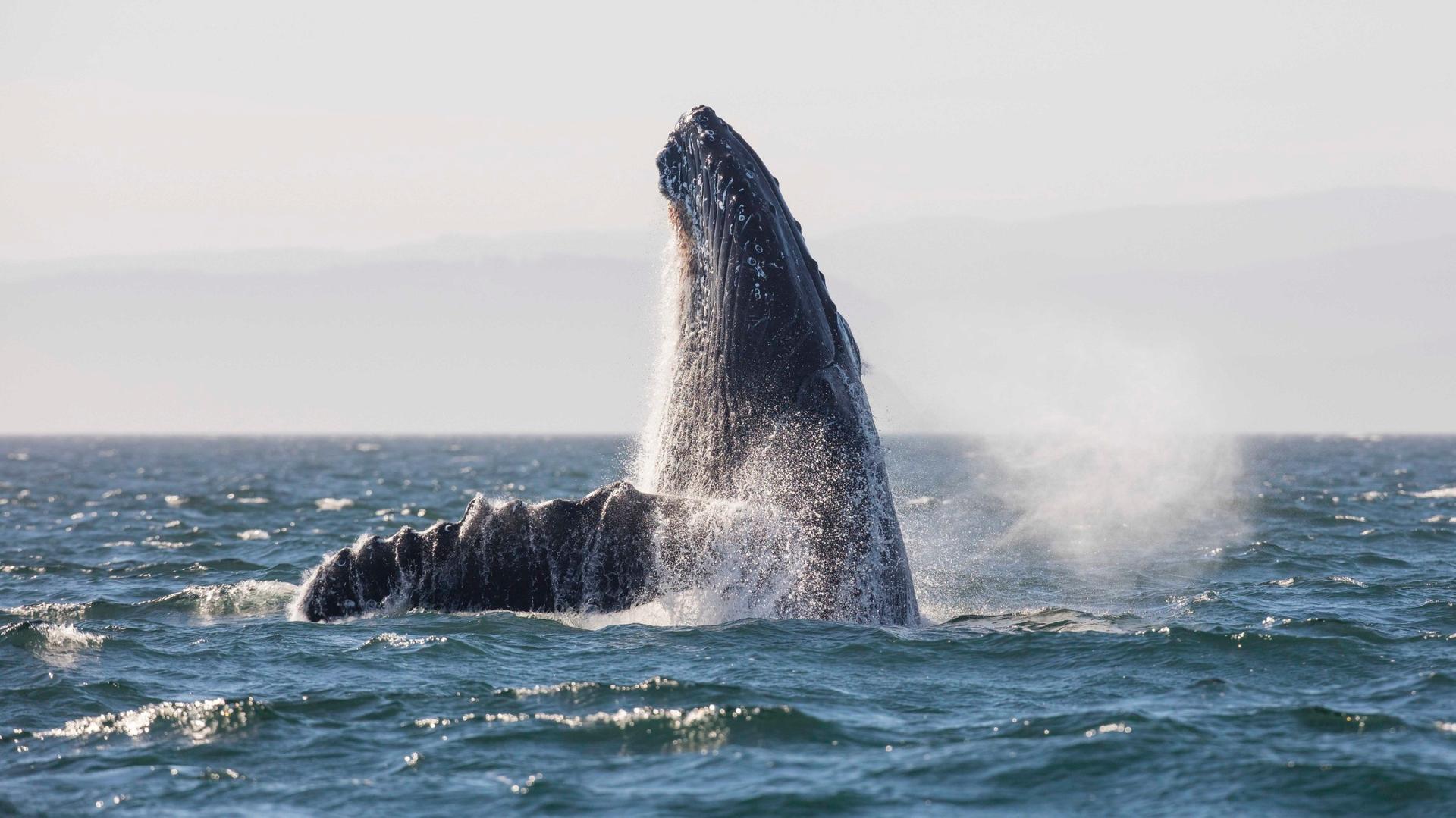 Eagle Wing Whale