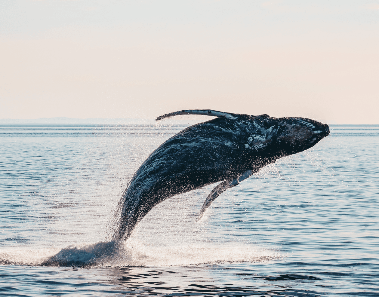 Prince_of_Whales_Whale_Watching_Victoria