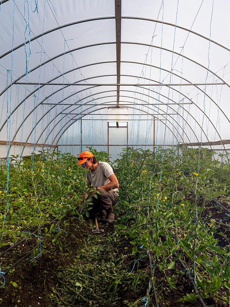 A farmer wearing an orange hat works among a row of vegetables growing in a greenhouse in Victoria, BC