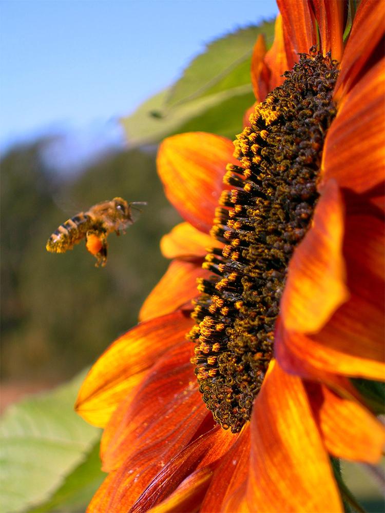A honey bee approaches a sunflower in a garden in Victoria, BC
