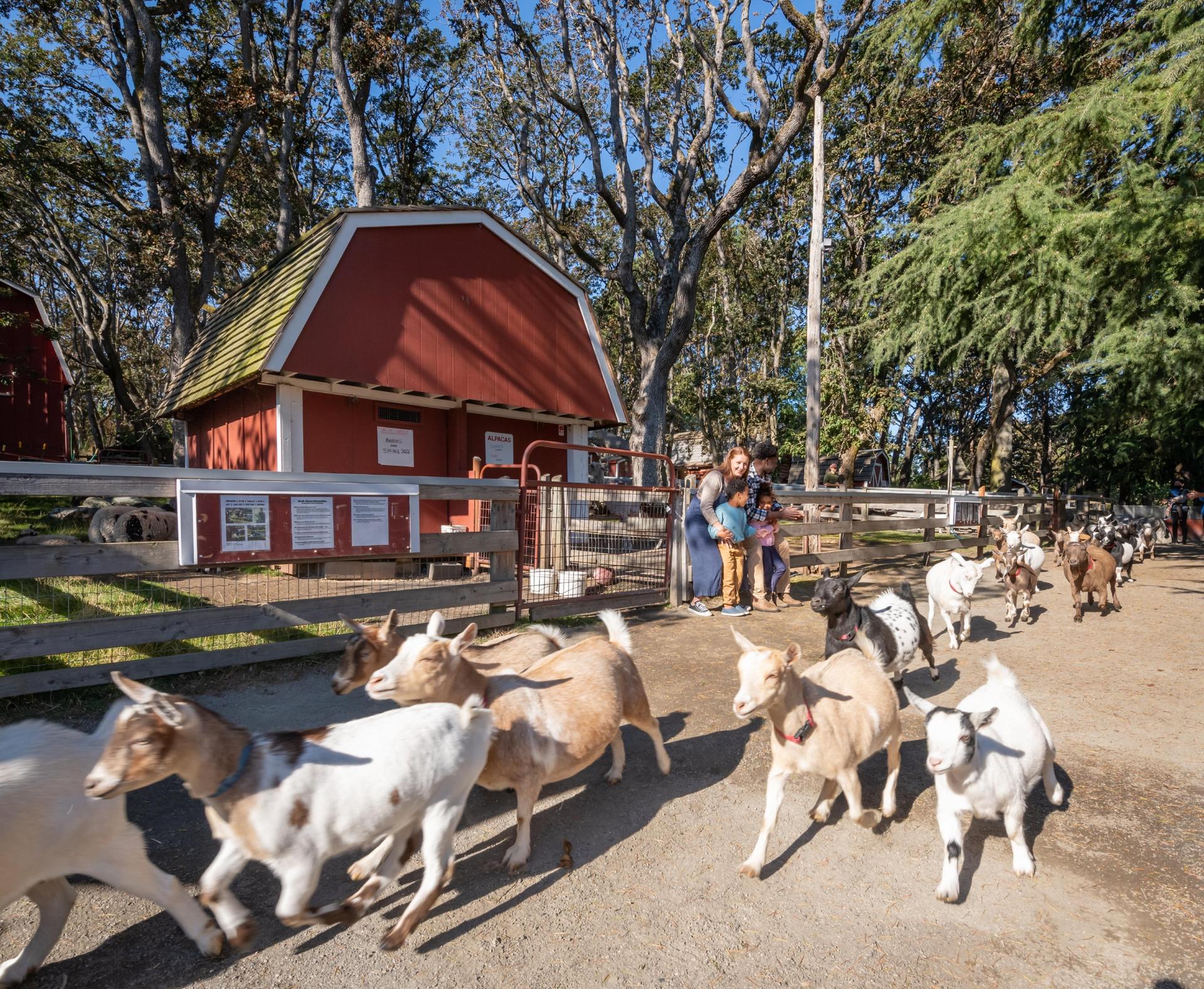 A young family stand along a fence line in front of a red barn as they watch a goat run at the Beacon Hill Children's Farm in Victoria, BC