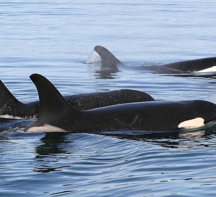 A pod of orcas swim through the Salish Sea in Victoria, BC
