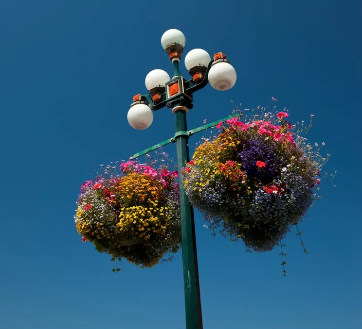 Hanging baskets on a lamp post in Victoria, BC